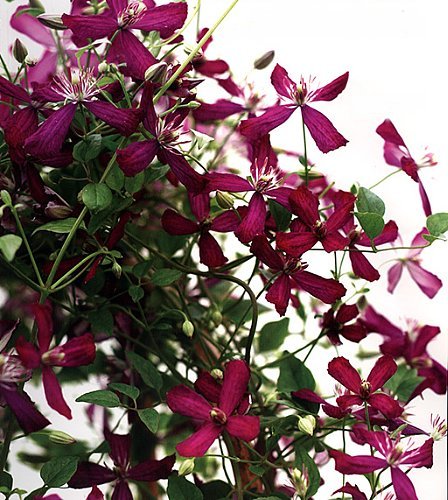 Sweet Summer Love Clematis - Fragrant/Long Blooming - 4 Sweet Summer Love Clematis - Fragrant/Long Blooming - 4