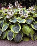 Amazon / Hirts: Perennial: Frances Williams Hosta - Shade Lover - Spectacular!