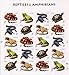 Reptiles & Amphibians US Postage Stamps by USPS