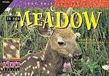 In the Meadow (Look Once, Look Again Science Series)