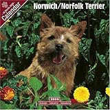 Norwich / Norfolk Terrier 2009 Wall Calendar 12 X 12