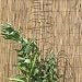 Botanico Let's Grow Spiral Support (Twin Pack)