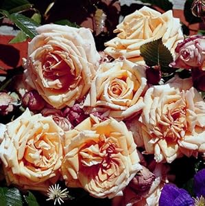 lichtnelke - Kletterrose ‘BAROCK’ Rose cremegelb mit apricot: Amazon.de
