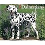 Just Dalmatians 2009 Calendar