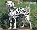 Just Dalmatians 2009 Calendar (Just)