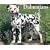 Just Dalmatians 2009 Calendar