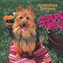 Australian Terriers 2008 Square Wall Calendar (German, French, Spanish and English Edition)