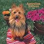 Australian Terriers 2008 Square Wall Calendar