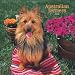 Australian Terriers 2008 Square Wall Calendar (German, French, Spanish and English Edition)