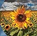 Sunflowers 2014 Square 12x12