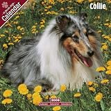 Eigenschaften Avonside Publishing Ltd.  / Kalender 2009 Collie