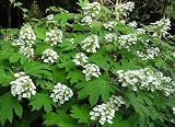 40 OAK LEAF HYDRANGEA Hydrangea Quercifolia Flower Shrub Bush Seeds