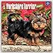 Yorkshire Terrier Puppies 2017 Square (English, French and Spanish Edition)