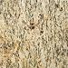Natural Stone 12" x 12" Granite Tile in Santa Cecilia