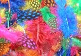 Exotic Spotty Funky Feathers