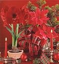 Red Amaryllis Growing Kit - Great Gift