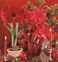 Amaryllis Growing Kit - Great Gift! - CHOOSE COLOR