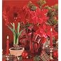 Red Amaryllis Growing Kit - Great Gift