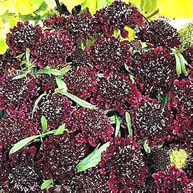 Ace of Spades Scabiosa 50 Seeds - Gothic - Perennial from Garden Spades
