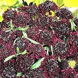 Ace of Spades Scabiosa 50 Seeds - Gothic - Perennial
