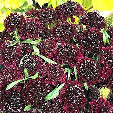 Buy Ace of Spades Scabiosa 50 Seeds – Gothic – Perennial – FREE SHIPPING ON ADDITIONAL HIRTS SEEDS
