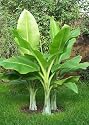 Tropica - Gro&szlig;e Schneebanane (Ensete glaucum syn. Ensete wilsonii ) - 10 Samen