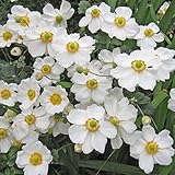 シュウメイギク（秋明菊）：ホワイト5号鉢植え[鉢植えで楽しむ白一重のシュウメイギク]