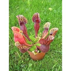 Tropica - Schlauch- / Kannenpflanze (Sarracenia purpurea) - 10 Samen inklusive Kultursubstrat