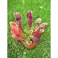 Tropica - Schlauch- / Kannenpflanze (Sarracenia purpurea) - 10 Samen inklusive Kultursubstrat