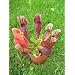 Tropica - Schlauch- / Kannenpflanze (Sarracenia purpurea) - 10 Samen inklusive Kultursubstrat