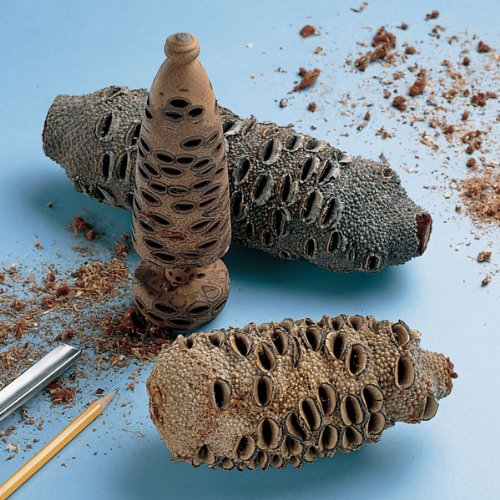 Banksia Pod