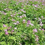 [タネ]れんげ草（レンゲソウ）の種1kg[9～12月まき 約300平米分緑肥 窒素固定・景観形成]