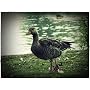 Panasonic Lumix DMC-FZ38EB-K Digital Camera - Blac&hellip by Panasonic
