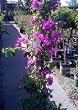 Bougainvillea Purple Queen Five Gallon Plant by Monrovia Growers