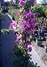 Bougainvillea Purple Queen Five Gallon Plant by Monrovia Growers