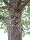 Mr MapleShade Forest Face Tree Face