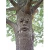 Genuine Tree Peeple Mr. Mapleshade Tree Face