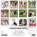 Just Boston Terrier Puppies 2017 Calendar