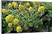 Canvas Prints of DAD-1993 Group of Aeonium arboreum from Ardea Wildlife Pets