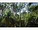 Photographic Prints of Palm grove - dense forest of cabbage trees and Livistonia Palms sourrounding from Ardea Wildlife Pets