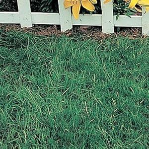canada grass seed
