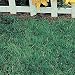 2 lbs. Canada Green Grass Seed
