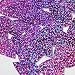 Teardrop Sequin 1.5