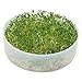 VICTORIO VKP1014 Four-Tray Kitchen Crop TM Sprouter