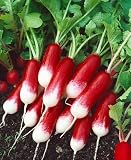 French Breakfast Radish Seeds - Raphanus Sativus - 3 Grams - Approx 300 Gardening Seeds - Vegetable Garden Seed