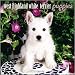 terrier44 - West Highland White Terrier Puppies 2010 Mini Wall