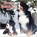 Bernese Mountain Dogs 2009 Wall Calendar