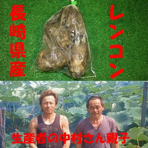 九州　長崎県産　農産物直売所　販売用　レンコン　1袋