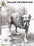Alice In Chains (self-titled)*