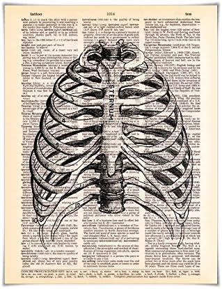 Sternum Anatomy - Printed on Vintage Dictionary Paper - 8x10.5 Human Anatomy Art Series